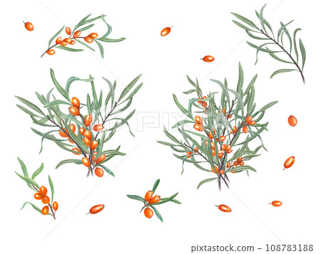 Set of sea buckthorn. Watercolor botanical illustration. Sandthorn, sallowthorn. Set for the design of invitation, patterns, cards, greetings, package design, advertising posters, labels Set of sea buckthorn. Watercolor botanical illustration. Sandthorn, sallowthorn. Set for the design of invitation, patterns, cards, greetings, package design, advertising posters, labels 108783188