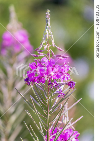 Flowers of Fireweed, Chamaenerion angostifolium on a sunny summer day Flowers of Fireweed, Chamaenerion angostifolium on a sunny summer day 108783335