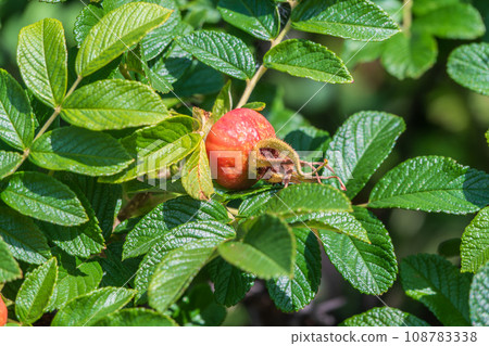 Autumn or summer nature background with rose hips branches in the sunset light. The rose hip or rosehip, also called rose haw Autumn or summer nature background with rose hips branches in the sunset light. The rose hip or rosehip, also called rose haw 108783338