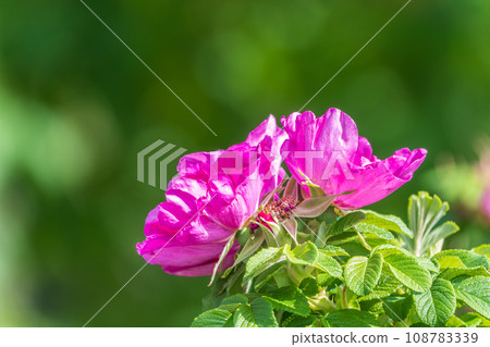 Blooming rosehip flower, beautiful pink flower on a bush branch. Beautiful natural background of blooming greenery. Blooming rosehip flower, beautiful pink flower on a bush branch. Beautiful natural background of blooming greenery. 108783339