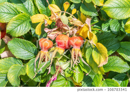 Autumn or summer nature background with rose hips branches in the sunset light. The rose hip or rosehip, also called rose haw Autumn or summer nature background with rose hips branches in the sunset light. The rose hip or rosehip, also called rose haw 108783341