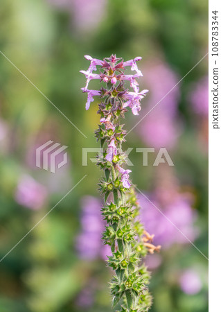 Close up of stachys officinalis, Betonica officinalis foliage. 108783344