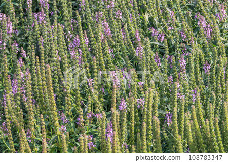 Close up of stachys officinalis, Betonica officinalis foliage. 108783347
