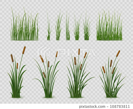 Realistic reed, sedge and grass or green plant leaves, isolated vector on transparent background. Realistic reed, pond or river nature, swamp sedge and lake grass for summer garden landscape 108783811