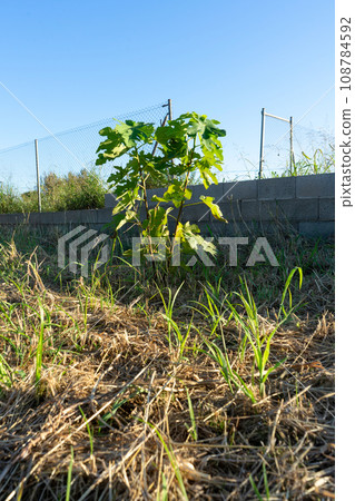 View of a small fig tree in full development in a crop field on a nice sunny day. 108784592