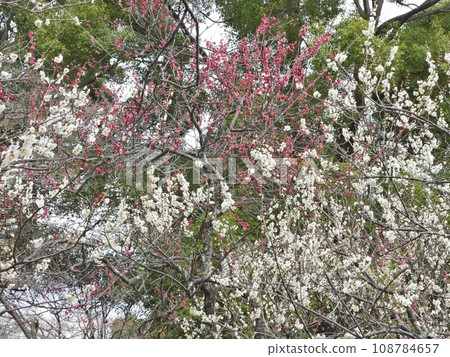 plum plum 108784657