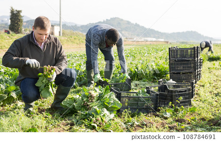 Farmers harvesting ripe spinach Farmers harvesting ripe spinach 108784691