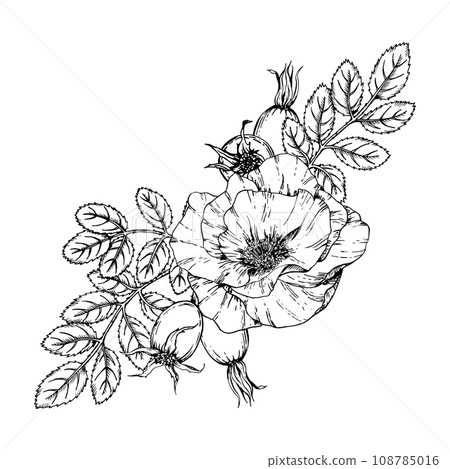 Graphic illustration of rosehip. Vector monochrome clip art of Wild rose. Outline linear hand drawn floral design element. Sketch Dog-rose, briar, brier, eglantine, canker-rose for logo, wedding print 108785016