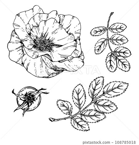 Graphic illustration of rosehip. Vector monochrome clip art of Wild rose. Outline linear hand drawn floral design element. Sketch Dog-rose, briar, brier, eglantine, canker-rose for logo, wedding print Graphic illustration of rosehip. Vector monochrome clip art of Wild rose. Outline linear hand drawn floral design element. Sketch Dog-rose, briar, brier, eglantine, canker-rose for logo, wedding print 108785018