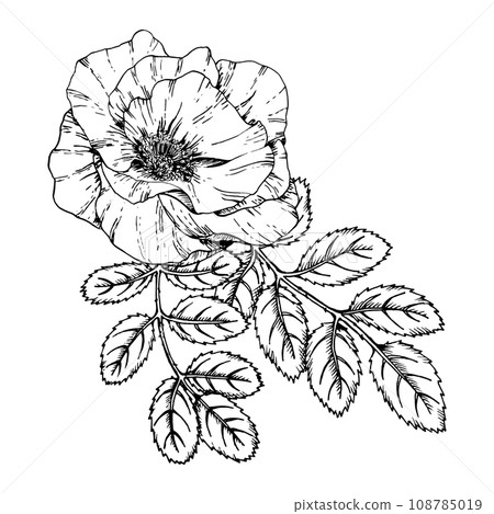 Graphic illustration of rosehip. Vector monochrome clip art of Wild rose. Outline linear hand drawn floral design element. Sketch Dog-rose, briar, brier, eglantine, canker-rose for logo, wedding print Graphic illustration of rosehip. Vector monochrome clip art of Wild rose. Outline linear hand drawn floral design element. Sketch Dog-rose, briar, brier, eglantine, canker-rose for logo, wedding print 108785019