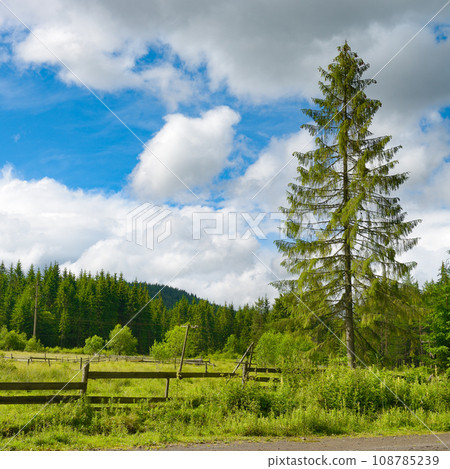 Pine trees on background mountains. Pine trees on background mountains. 108785239