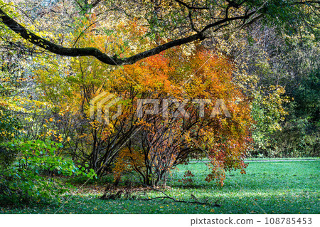 Golden autumn view in famous Munich relax place - Englischer Garten. Munich, Bavaria, Germany Golden autumn view in famous Munich relax place - Englischer Garten. Munich, Bavaria, Germany 108785453