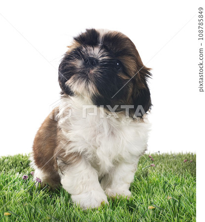 puppy shih tzu in studio 108785849