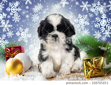 puppy shih tzu and christmas 108785851