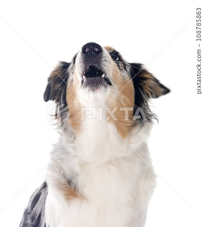 australian shepherd in studio australian shepherd in studio 108785863