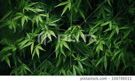 Green tropical leaves on a black background. Bamboo forest. Green floral background. 108786012