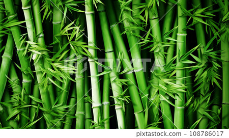 Green bamboo texture. Bamboo forest. Green grass in the sunshine. Bamboo tree leaf, plant stem. Green bamboo texture. Bamboo forest. Green grass in the sunshine. Bamboo tree leaf, plant stem. 108786017