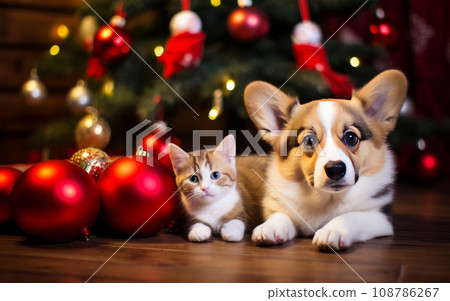 Corgi puppy and cat on the floor near the Christmas tree 108786267