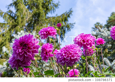 Beautiful pink dahlia flower Beautiful pink dahlia flower 108786371