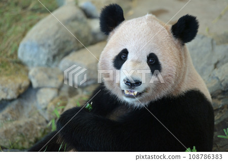 Yohama eating bamboo deliciously Yohama eating bamboo deliciously 108786383