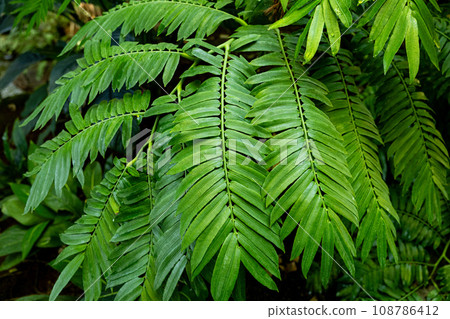 Beautiful fern leaves of tropical plants Beautiful fern leaves of tropical plants 108786412