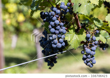 Autumn grapes for wine in the vineyard 108786423