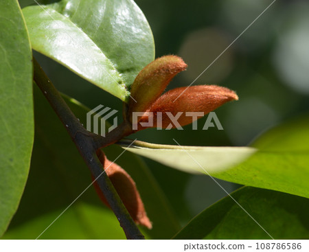 magnolia bud 108786586