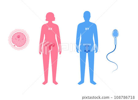 Sex Determination in Humans Sex Determination in Humans 108786718