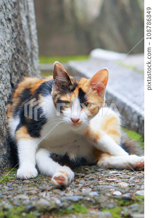 A cute stray cat looking at you with interest A cute stray cat looking at you with interest 108786849