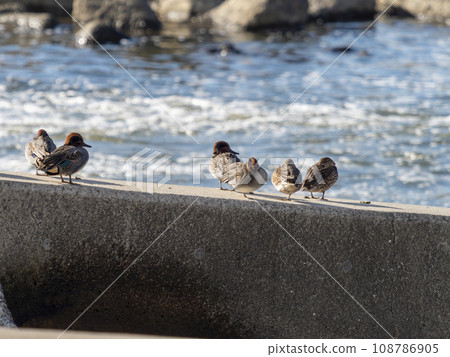 A flock of ducks resting at the Kashihara Weir on the Yamato River 108786905