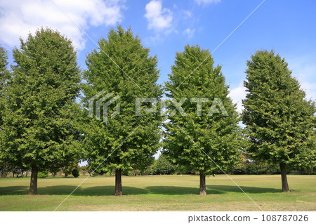 green trees in the blue sky green trees in the blue sky 108787026