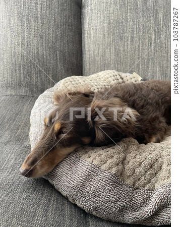 Miniature dachshund napping 108787267