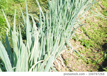 Welsh onions planted in the field 108787268