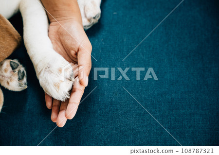 In a touching display of trust and friendship, a dog's paw is securely held by a woman's hand, emphasizing the unwavering connection and profound love shared between dogs and their human owners. In a touching display of trust and friendship, a dog's paw is securely held by a woman's hand, emphasizing the unwavering connection and profound love shared between dogs and their human owners. 108787321