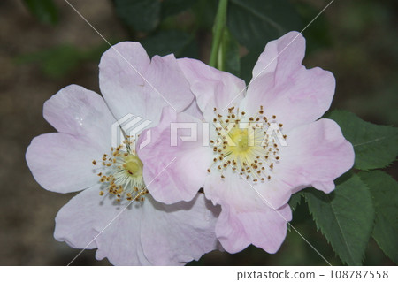 rose	 108787558