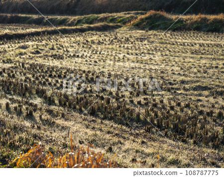 稻穀收割後的田園風光 108787775