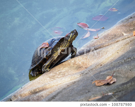 Red-eared turtle coming out of a pond 108787980