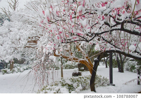 早春埋在雪中的紅梅樹 108788007