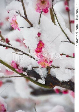 新春,紅梅埋雪 新春,紅梅埋雪 108788008