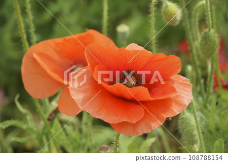 Iceland Poppy Iceland Poppy 108788154