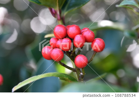 Fruit of Miyamashikimi 108788534