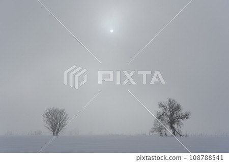 雪地和樹木的圖像 108788541