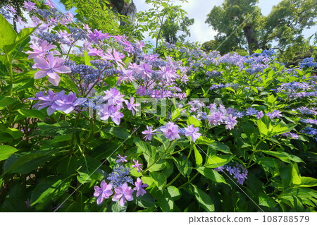 Motoki, Sakuragawa City, Ibaraki Prefecture, Amehikiyama Rakuhoji Temple, Hydrangeas in the precincts of Amehiki Kannon at Hydrangea Temple Motoki, Sakuragawa City, Ibaraki Prefecture, Amehikiyama Rakuhoji Temple, Hydrangeas in the precincts of Amehiki Kannon at Hydrangea Temple 108788579