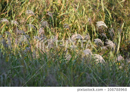 Japanese pampas grass Kashio River riverside Japanese pampas grass Kashio River riverside 108788968