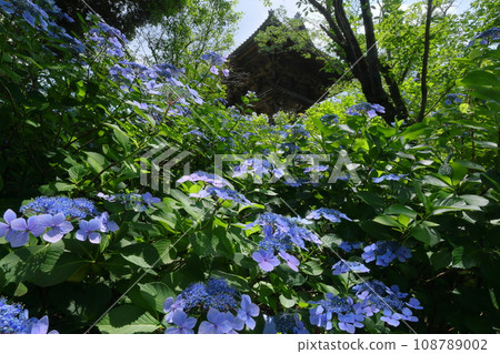 Motoki, Sakuragawa City, Ibaraki Prefecture, Amehikiyama Rakuhoji Temple, Hydrangeas surrounding the bell tower in the Amehiki Kannon precincts of Hydrangea Temple Motoki, Sakuragawa City, Ibaraki Prefecture, Amehikiyama Rakuhoji Temple, Hydrangeas surrounding the bell tower in the Amehiki Kannon precincts of Hydrangea Temple 108789002