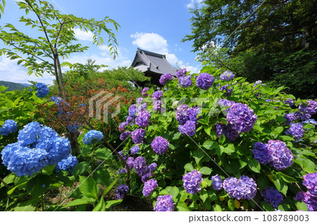 茨城縣櫻川市本木、雨引山樂法寺、繡球寺雨引觀音院內鐘樓周圍的繡球花 108789003