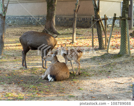 奈良公園的鹿家族 奈良公園的鹿家族 108789088