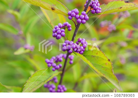 精美的彩色紫色水果 精美的彩色紫色水果 108789303