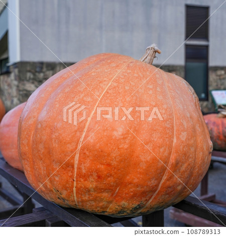 Jumbo pumpkin that grew big Jumbo pumpkin that grew big 108789313