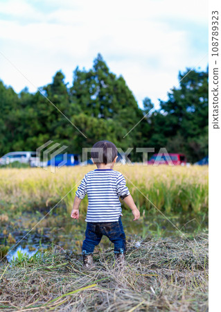 A child experiencing rice harvesting A child experiencing rice harvesting 108789323